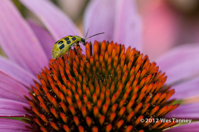 2012 07 28-EveningFlowers 8455a-web