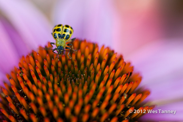 2012 07 28-EveningFlowers 8461a-web