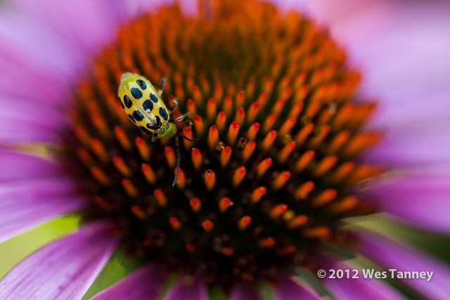 2012 07 28-EveningFlowers 8464a-web