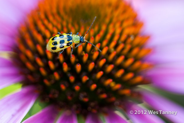 2012 07 28-EveningFlowers 8467a-web