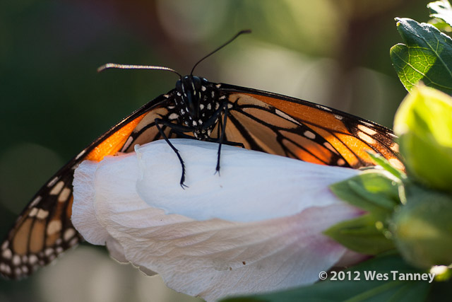 2012 07 28-EveningFlowers 8478a-web