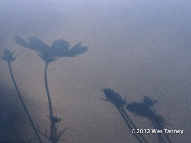 2012 08 18-Shadows 2-web