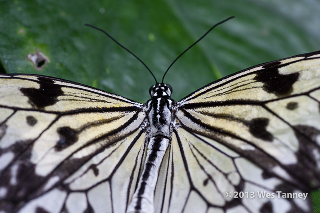 2013 03 28-Butterflies 0671-web