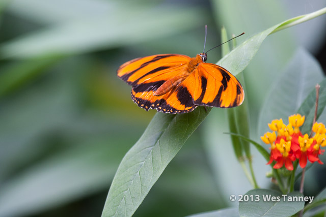 2013 03 28-Butterflies 0733-web