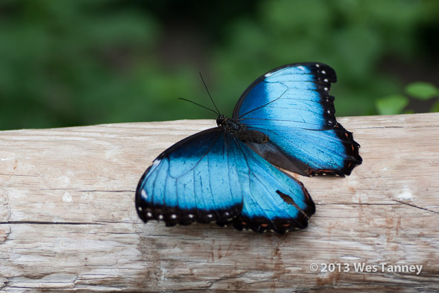 2013 03 28-Butterflies 0739-web