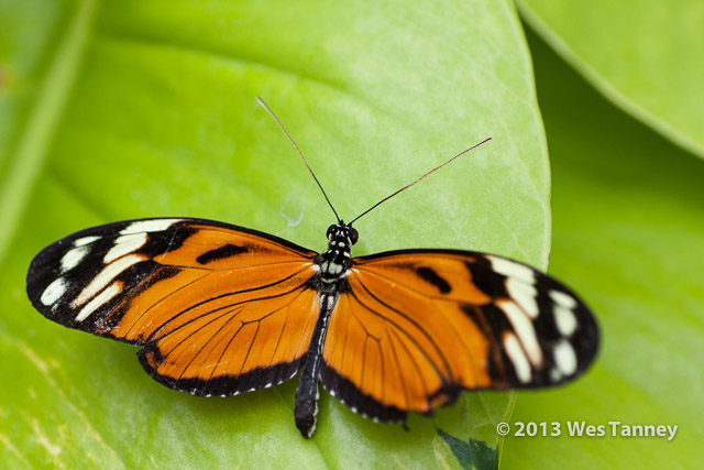 2013 03 28-Butterflies 0745-web