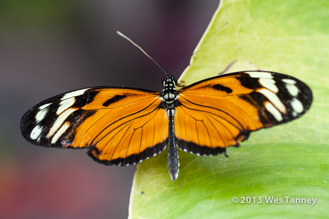 2013 03 28-Butterflies 0748-web