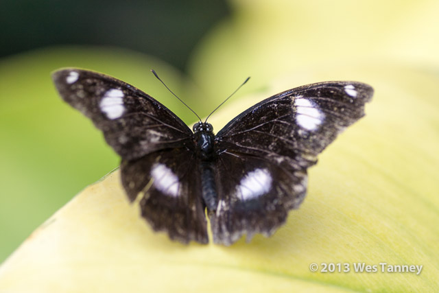 2013 03 28-Butterflies 0754-web