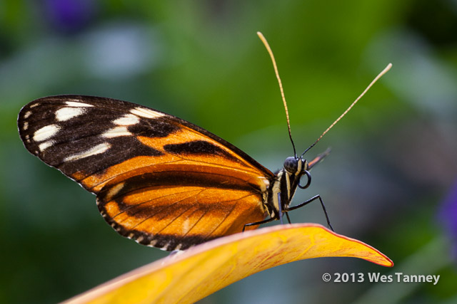 2013 03 28-Butterflies 0771-web