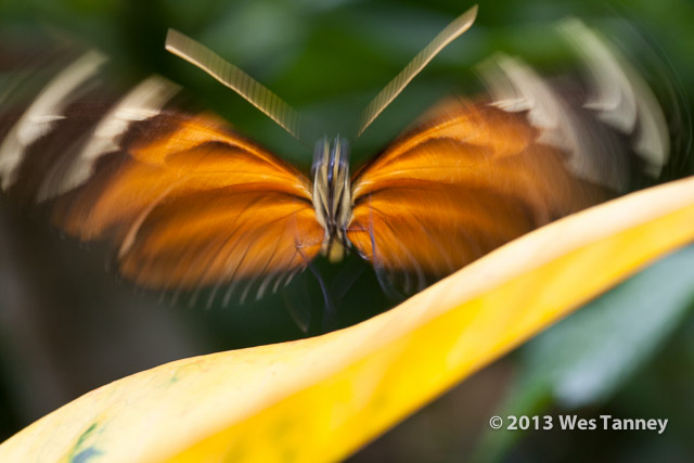 2013 03 28-Butterflies 0776-web