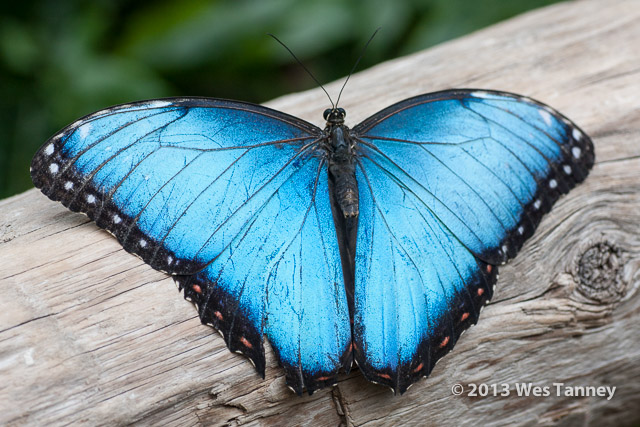 2013 03 28-Butterflies 0778-web