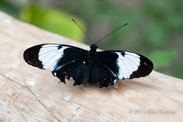 2013 03 28-Butterflies 0793-web