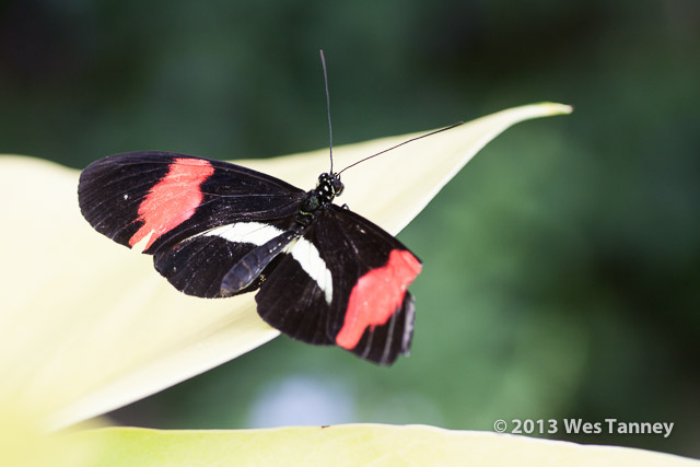 2013 03 28-Butterflies 0826-web