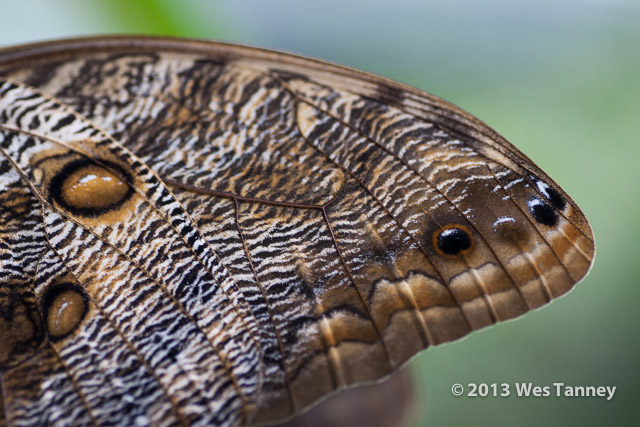 2013 03 28-Butterflies 0833-web