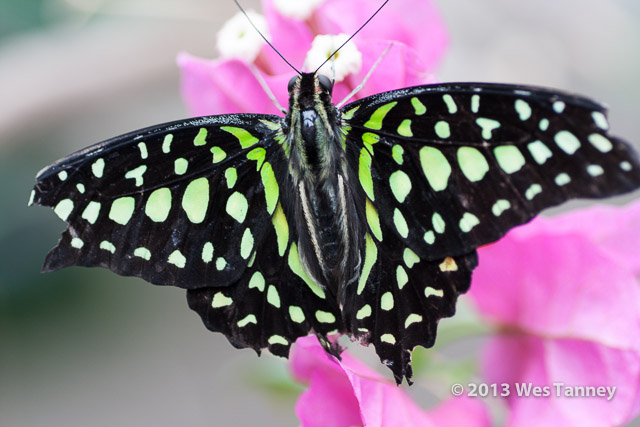 2013 03 28-Butterflies 0837-web