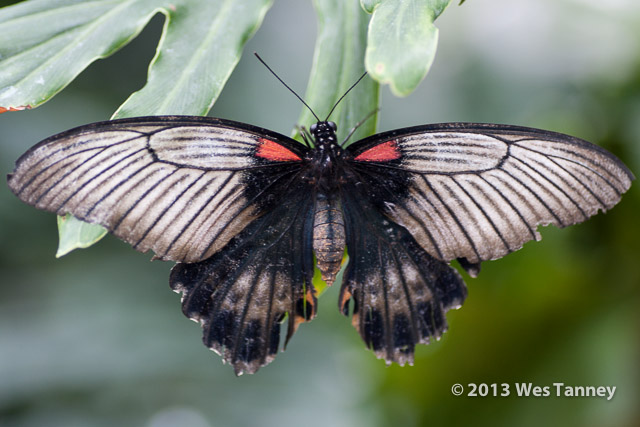 2013 03 28-Butterflies 0847-web