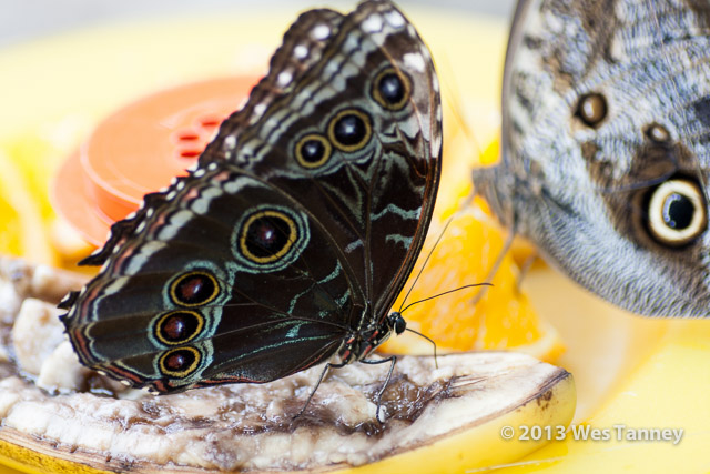 2013 03 28-Butterflies 0856-web