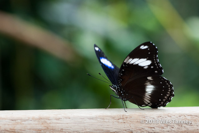 2013 03 28-Butterflies 0870-web