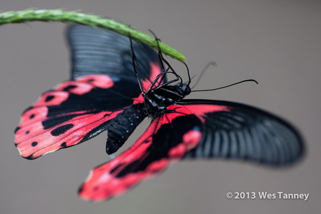 2013 03 28-Butterflies 0890-web