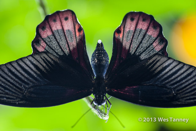 2013 03 28-Butterflies 0900-web