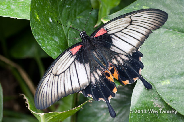 2013 03 28-Butterflies 0904-web