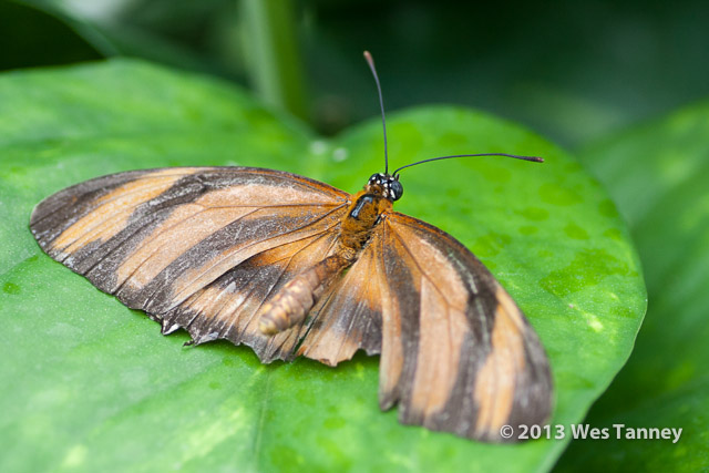 2013 03 28-Butterflies 0916-web