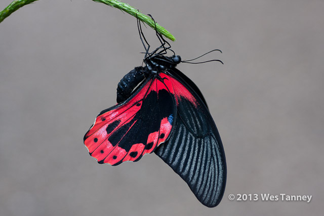 2013 03 28-Butterflies 0927-web