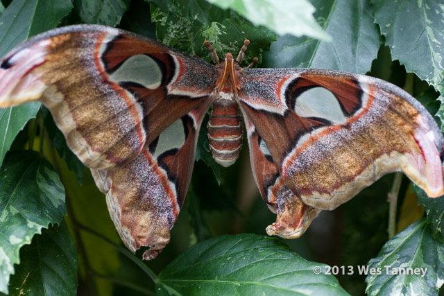 2013 03 28-Butterflies 0939-web