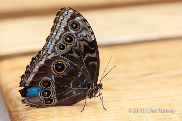 2013 03 28-Butterflies 0960-web