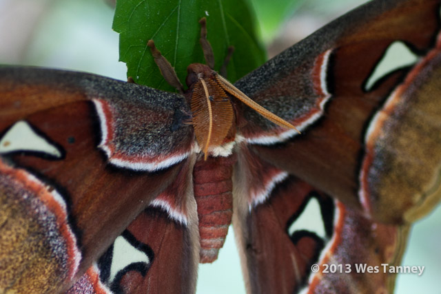 2013 03 28-Butterflies 0964-web