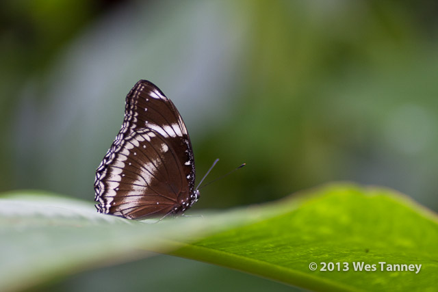 2013 03 28-Butterflies 0970-web