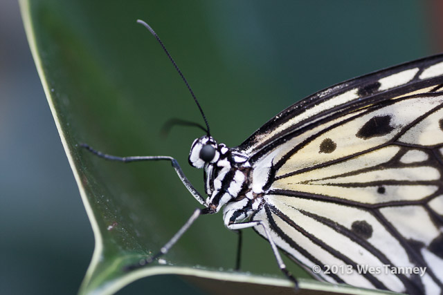 2013 03 28-Butterflies 0984-web