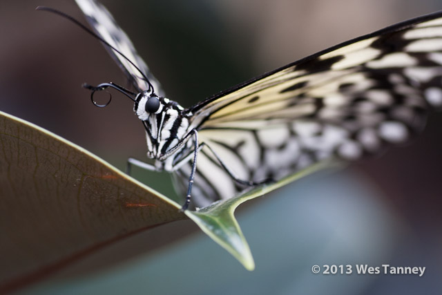 2013 03 28-Butterflies 0988-web