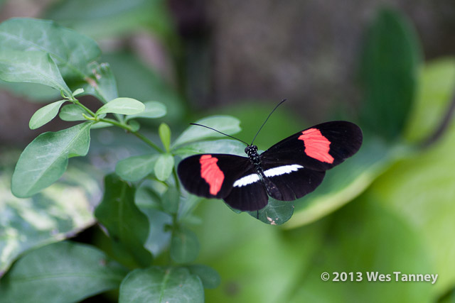 2013 03 28-Butterflies 1012-web