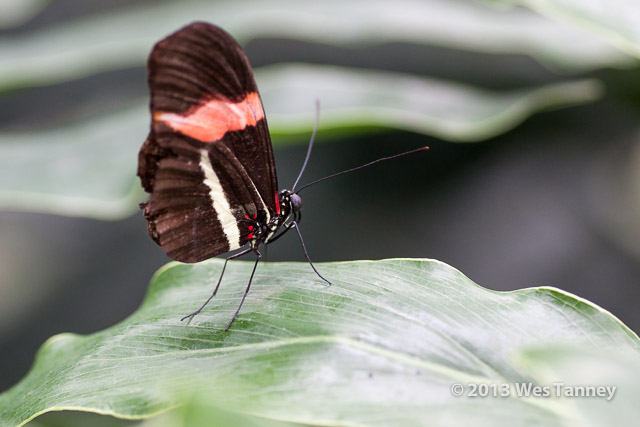 2013 03 28-Butterflies 1023-web