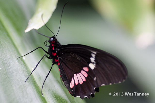 2013 03 28-Butterflies 1035-web