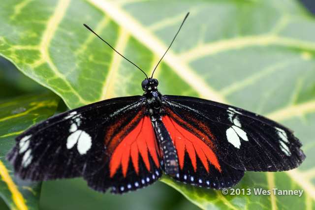 2013 03 28-Butterflies 1039-web