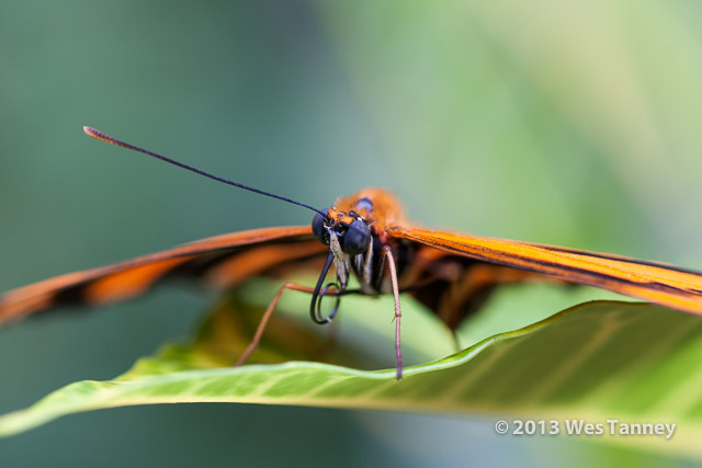 2013 03 28-Butterflies 1043-web