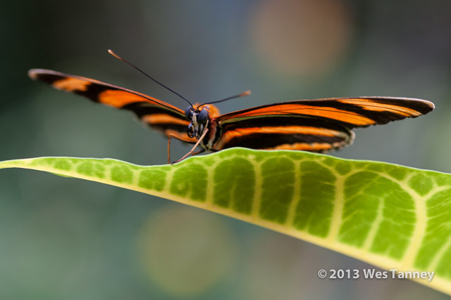 2013 03 28-Butterflies 1055-web