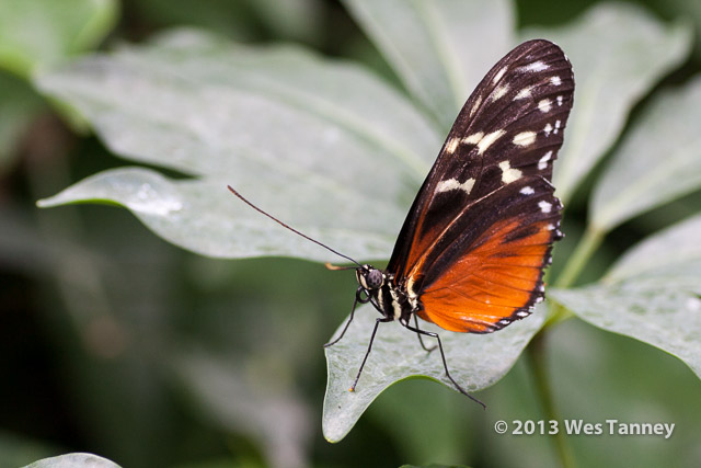 2013 03 28-Butterflies 1060-web