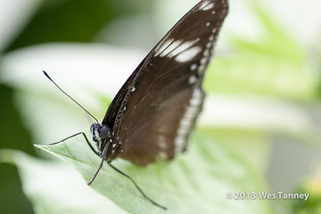 2013 03 28-Butterflies 1071-web