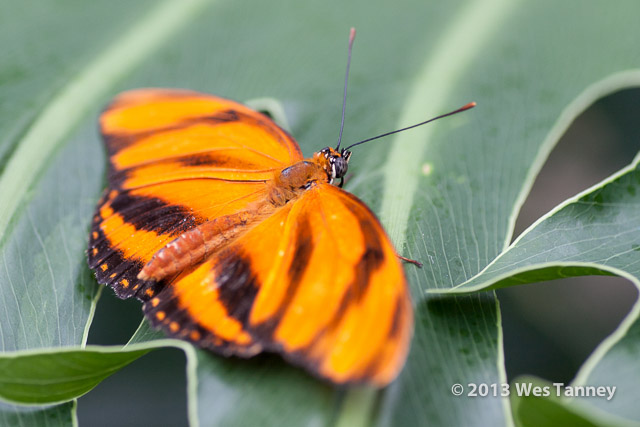 2013 03 28-Butterflies 1086-web