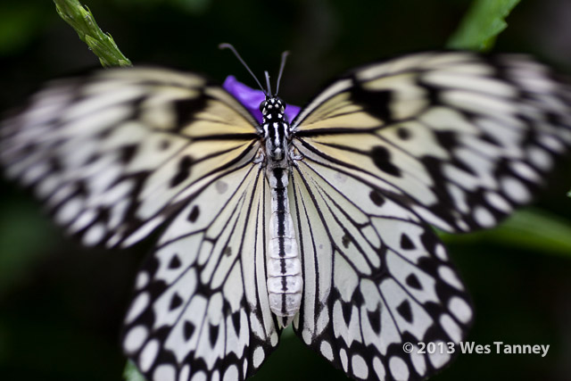 2013 03 28-Butterflies 1095-web