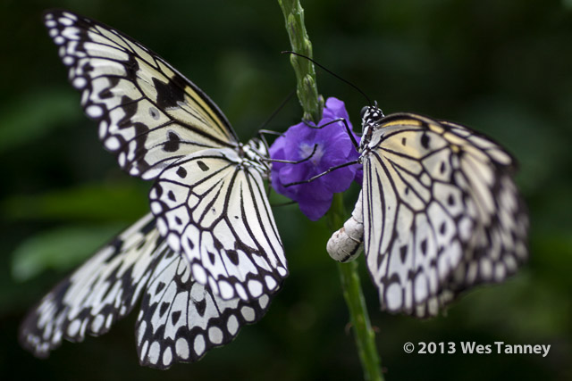 2013 03 28-Butterflies 1097-web