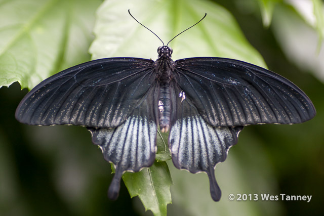 2013 03 28-Butterflies 1107-web