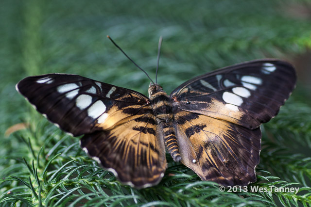 2013 03 28-Butterflies 1117-web