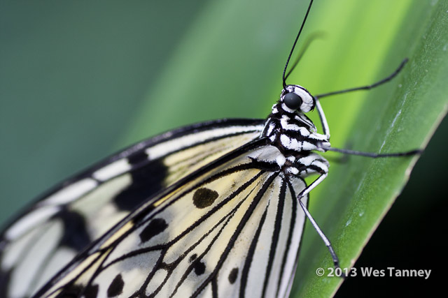 2013 03 28-Butterflies 1135-web