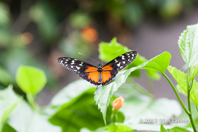 2013 03 28-Butterflies 1148-web