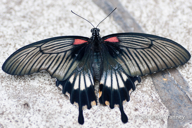 2013 03 28-Butterflies 1167-web