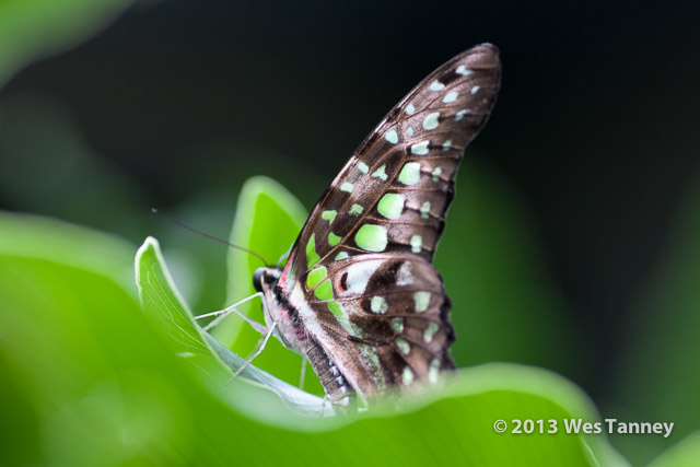 2013 03 28-Butterflies 1226-web